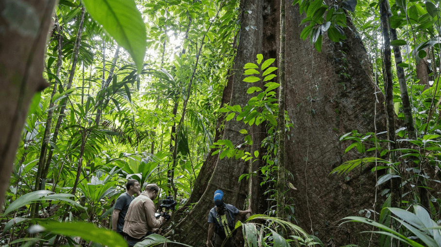 NOVA Secrets of the Forest (1)